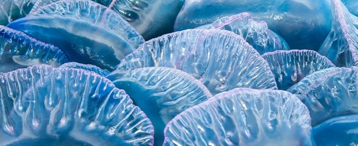 ̨ϲ image of jelly fish